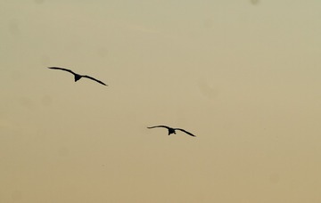 Optional("0D4D050F-57FC-4A2F-B174-F05D24E51900/L0/001")