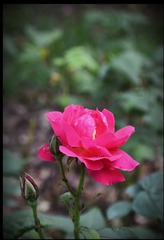 DSC_0033-5