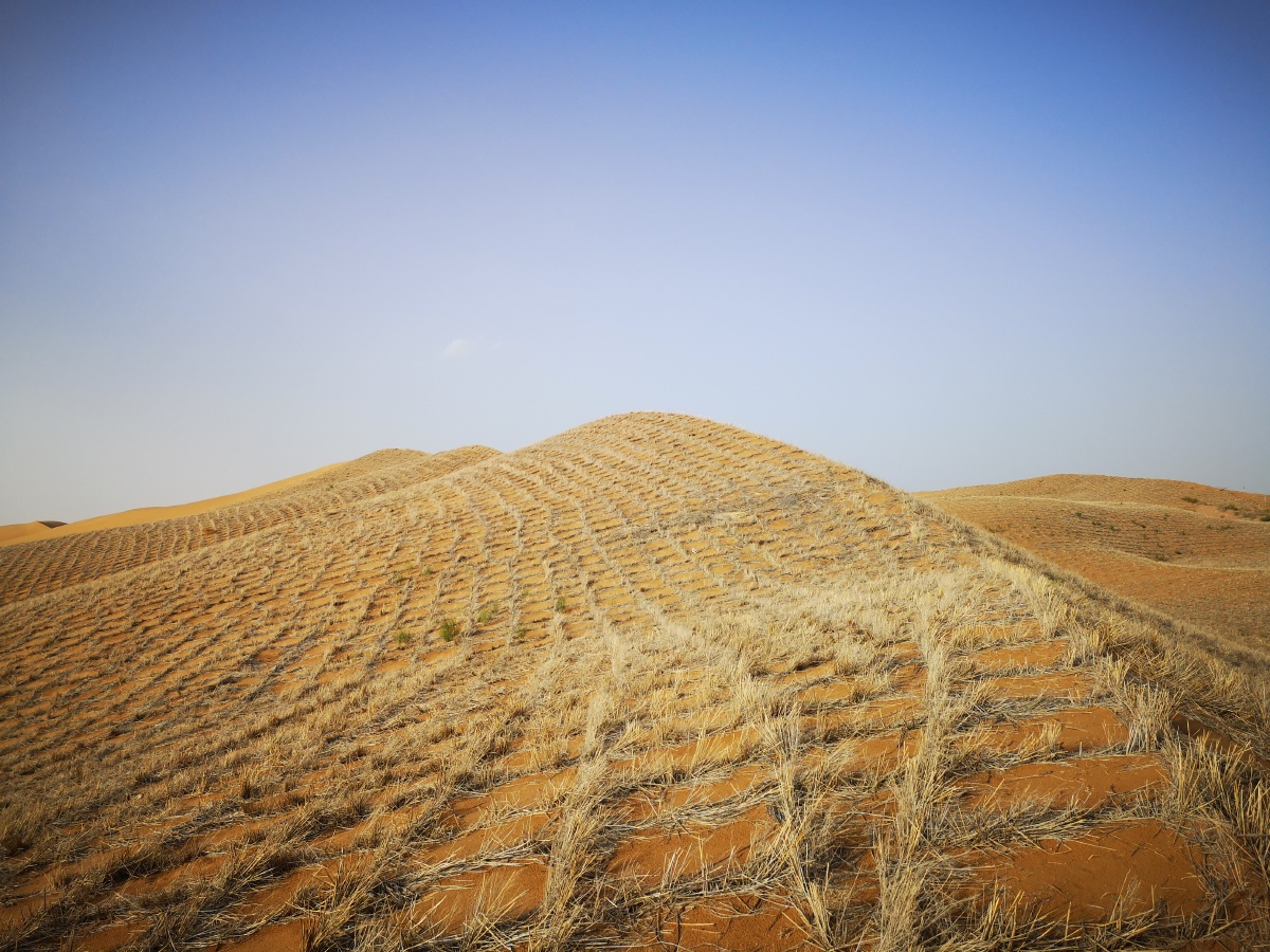 防风固沙 - 小强891 - 图虫