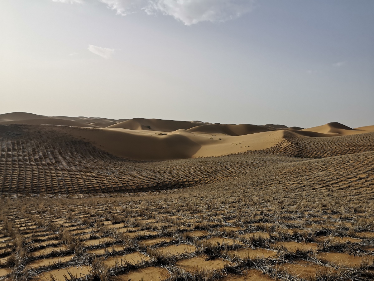 防风固沙 - 小强891 - 图虫