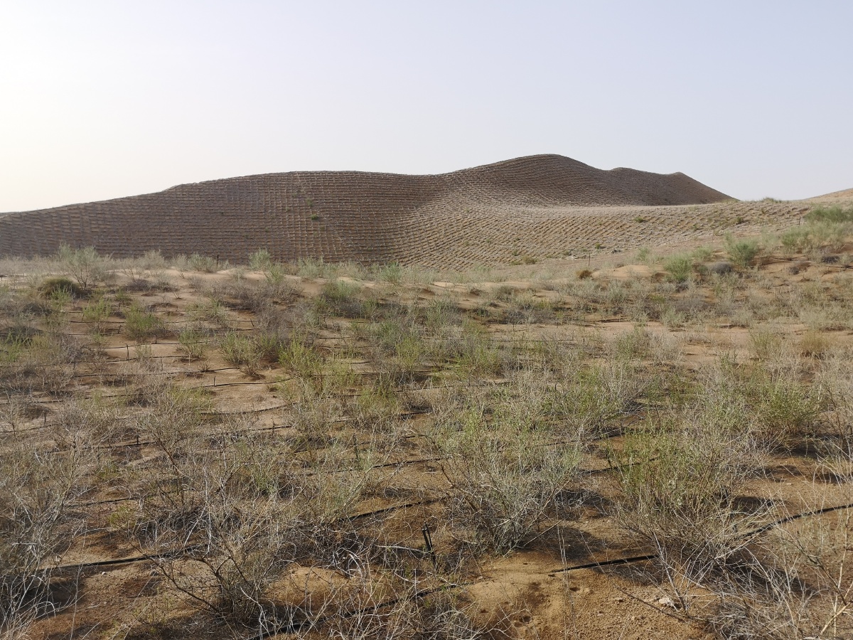防风固沙 - 小强891 - 图虫