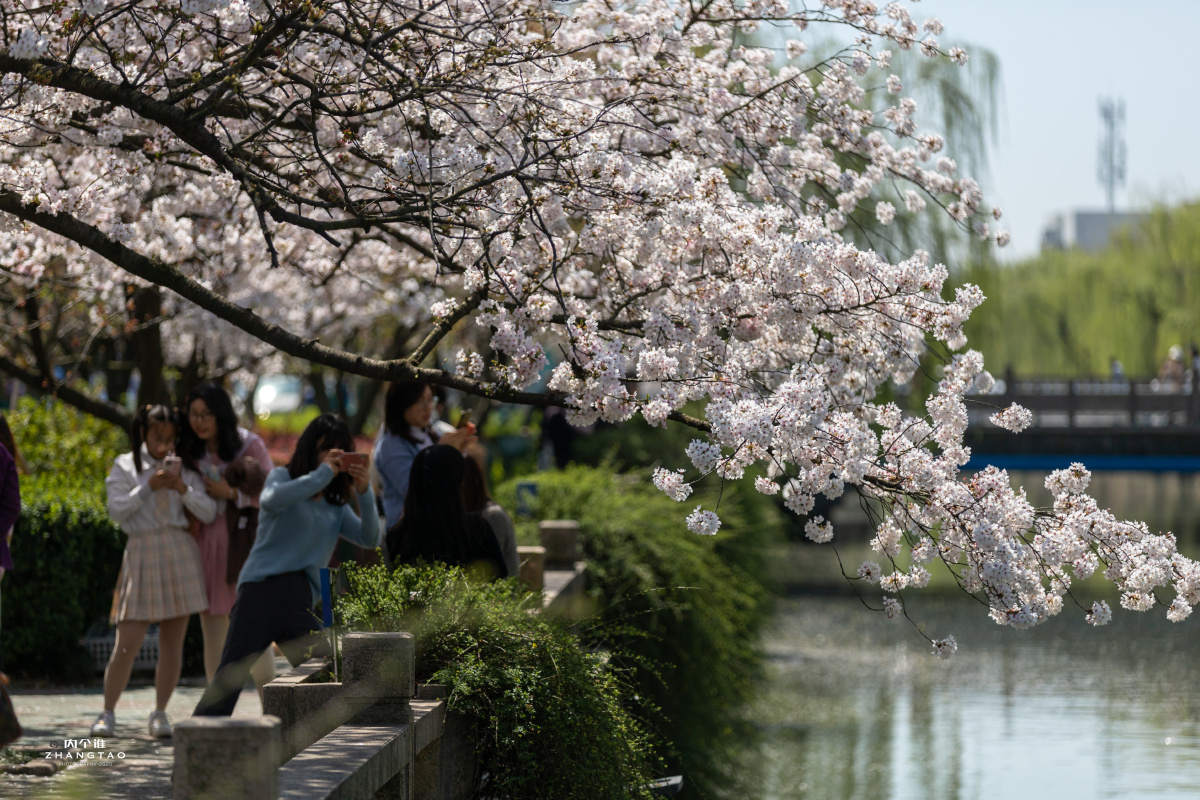 常熟护城河边的樱花