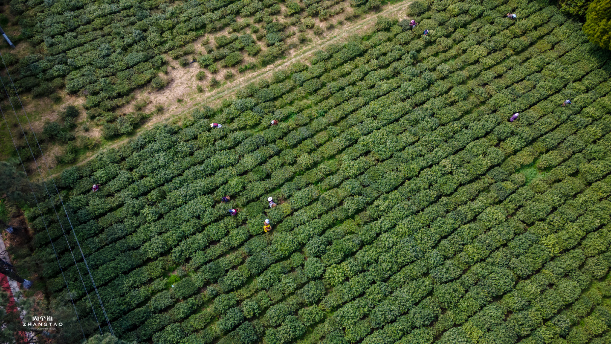 常熟虞山龙殿茶田茶农茶园
