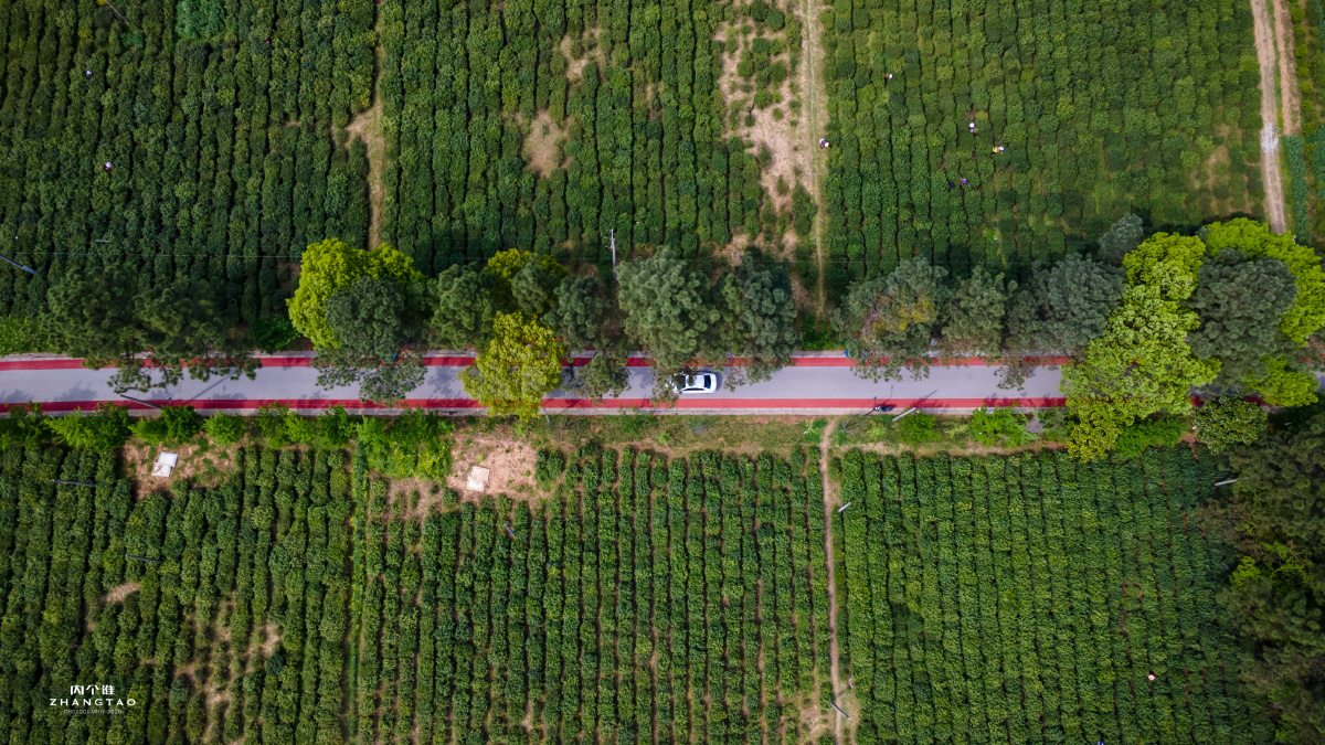 常熟虞山龙殿茶田茶农茶园
