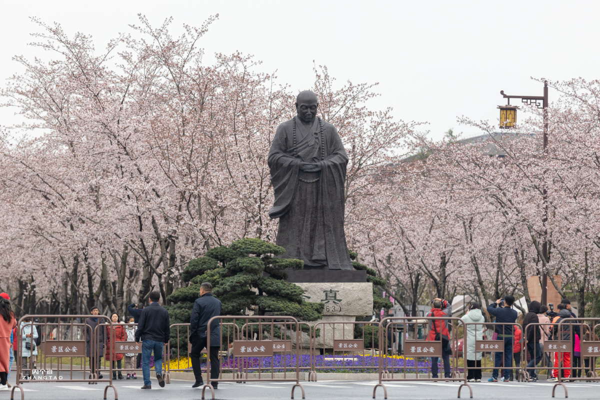 扬州鉴真樱花大道