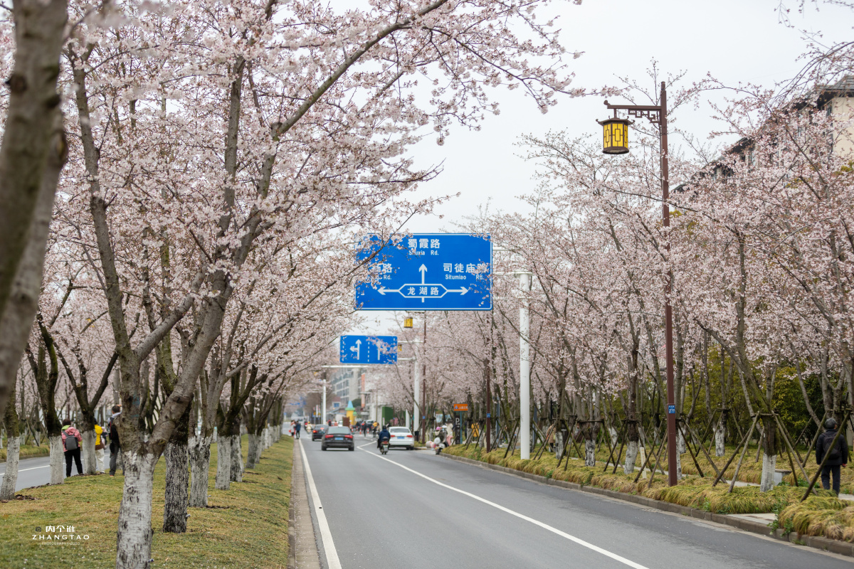 扬州鉴真樱花大道