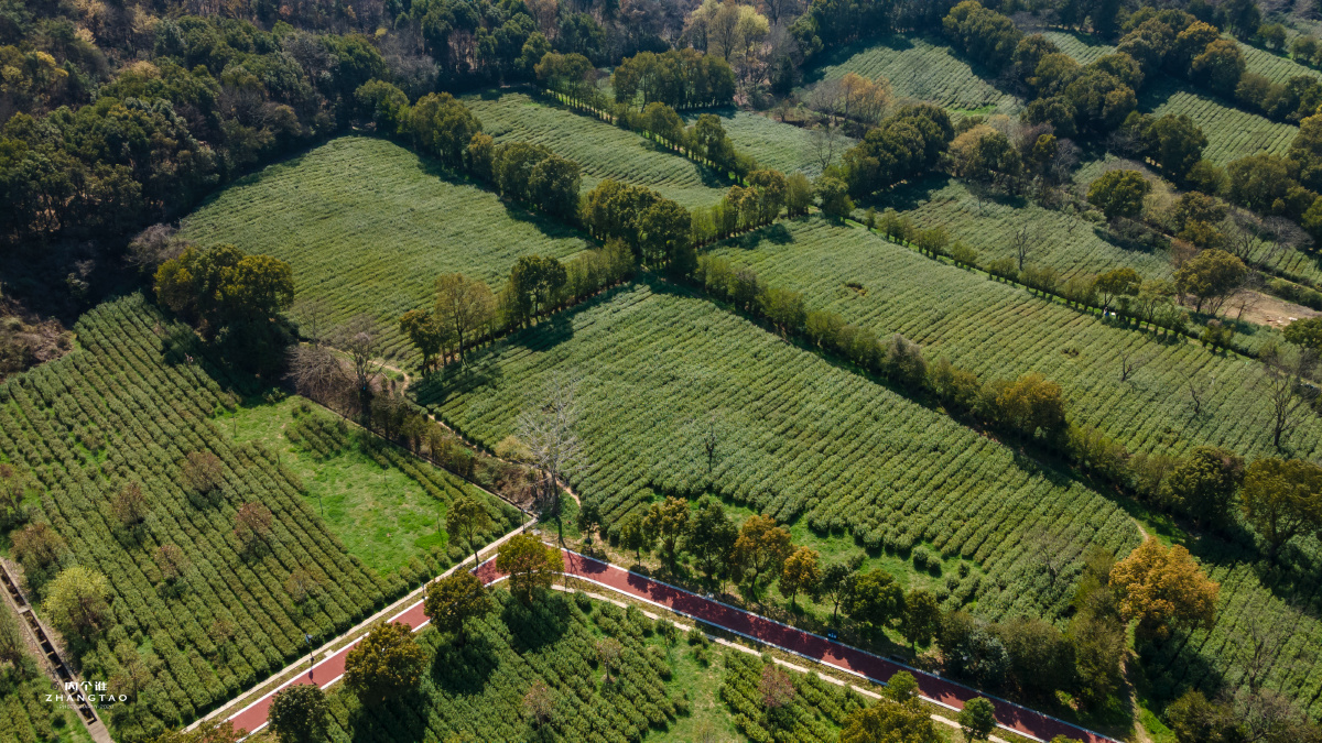 常熟虞山绿茶采茶茶厂 - 内个谁cs - 图虫