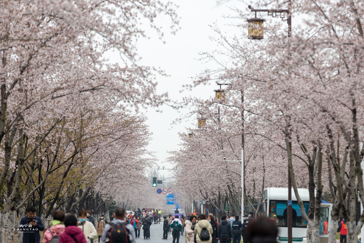 扬州鉴真樱花大道
