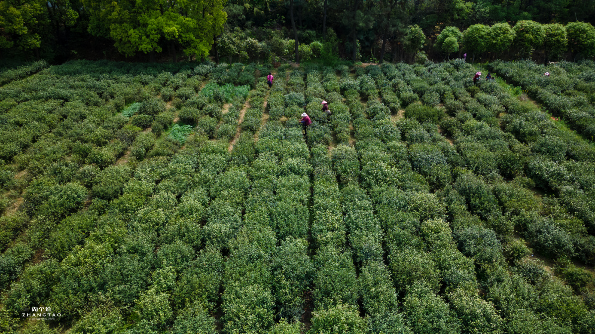 常熟虞山龙殿茶田茶农茶园