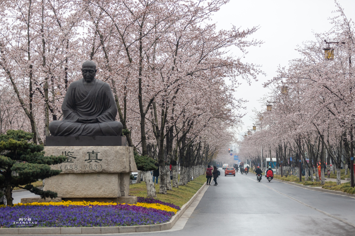 扬州鉴真樱花大道