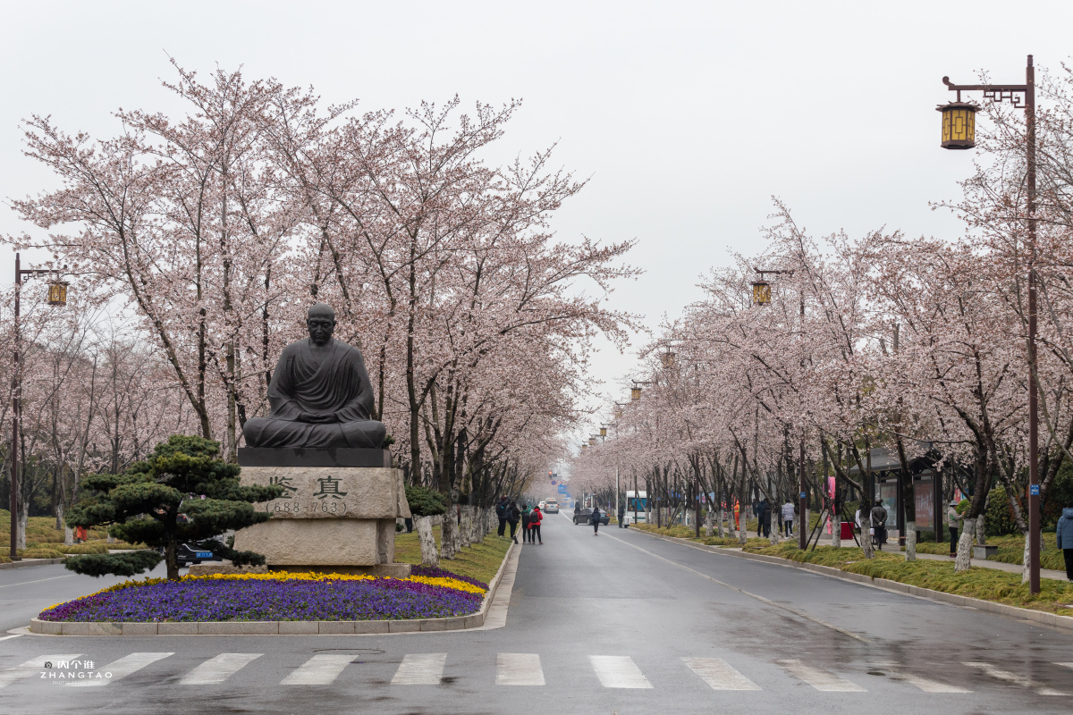 扬州鉴真樱花大道