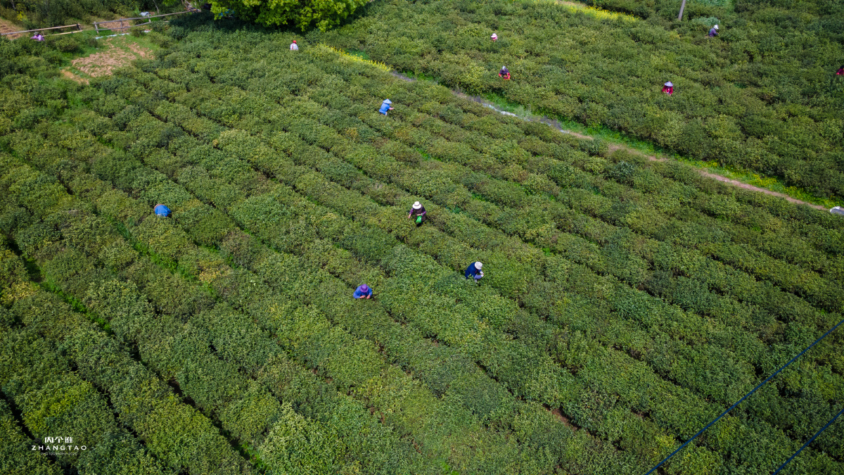 常熟虞山龙殿茶田茶农茶园