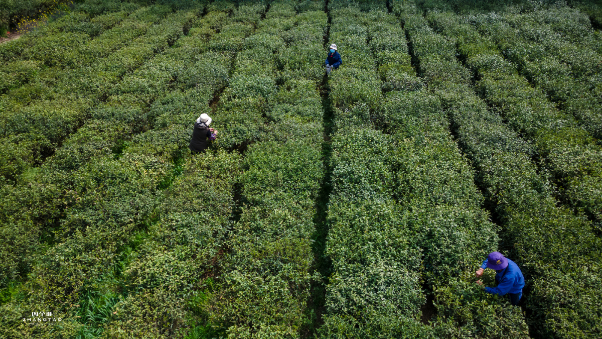 常熟虞山龙殿茶田茶农茶园
