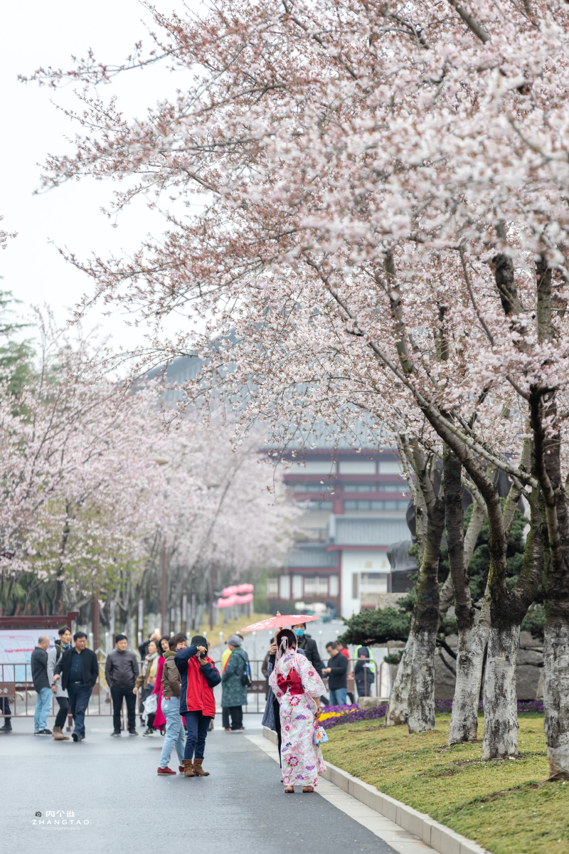 扬州鉴真樱花大道