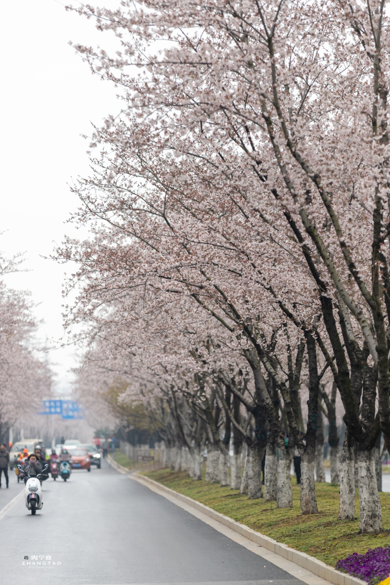 扬州鉴真樱花大道