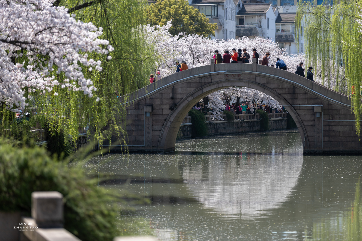 常熟护城河边的樱花