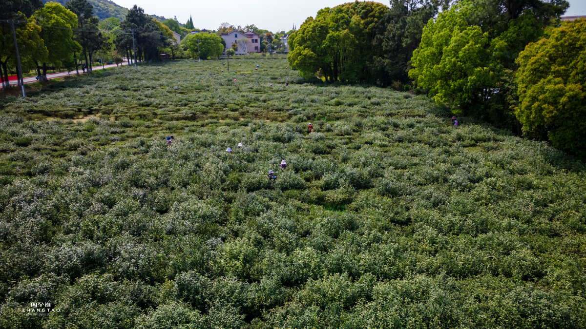 常熟虞山龙殿茶田茶农茶园
