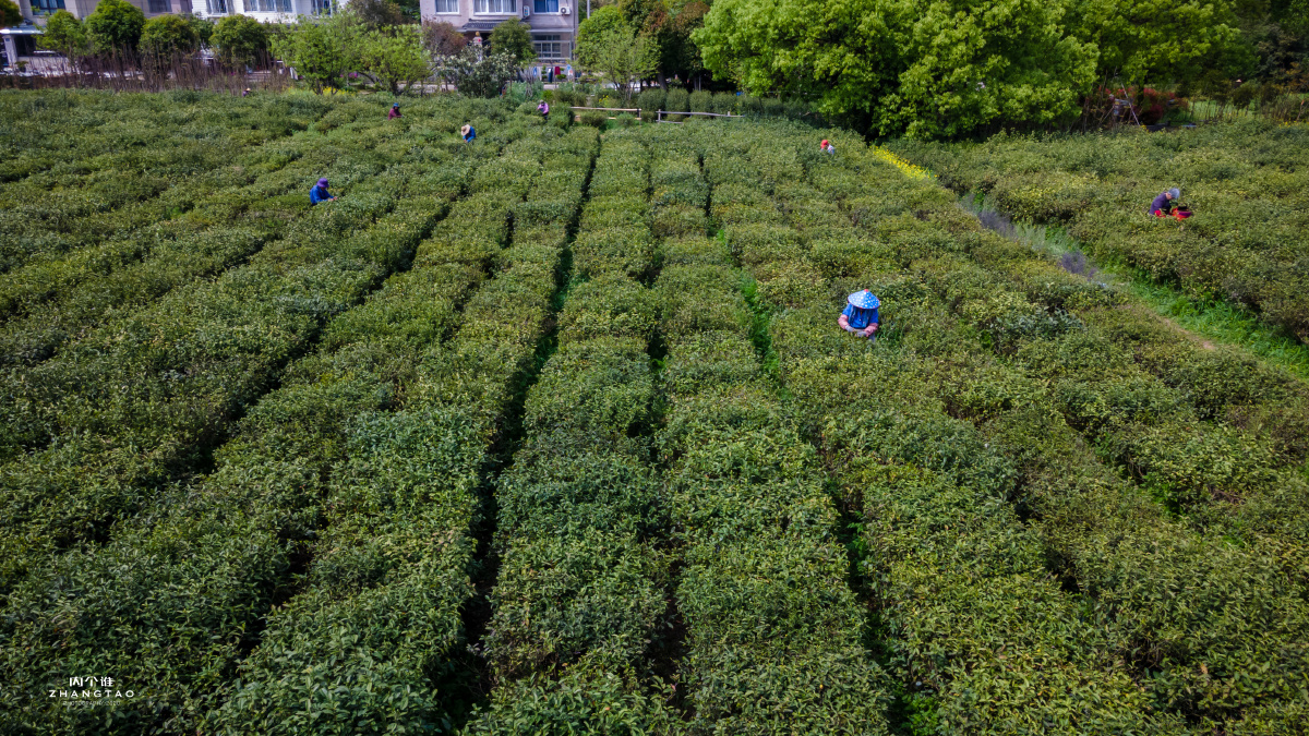 常熟虞山龙殿茶田茶农茶园