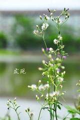 发现