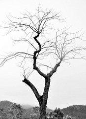 DSC_0050.JPG