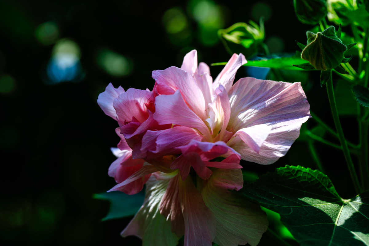 成都市植物园芙蓉花进入盛花期