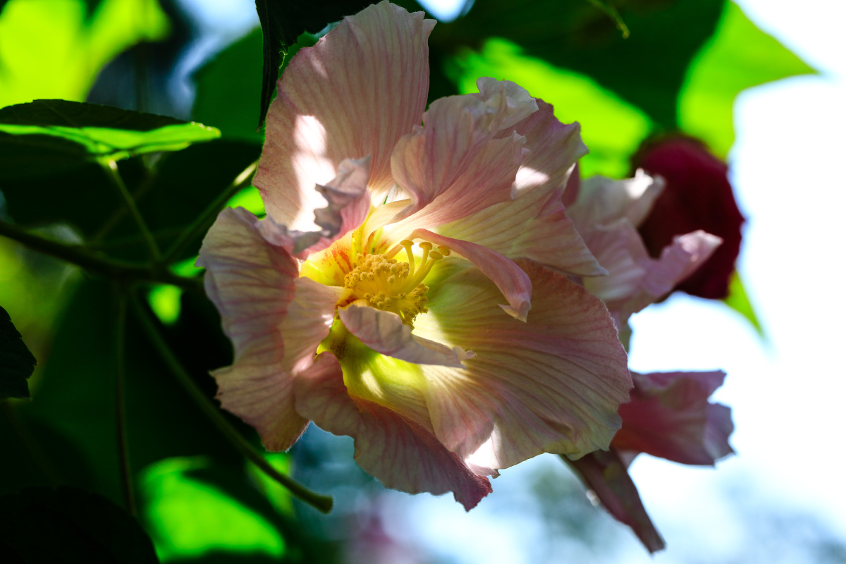 成都市植物园芙蓉花进入盛花期