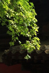 IMG_5778.jpg