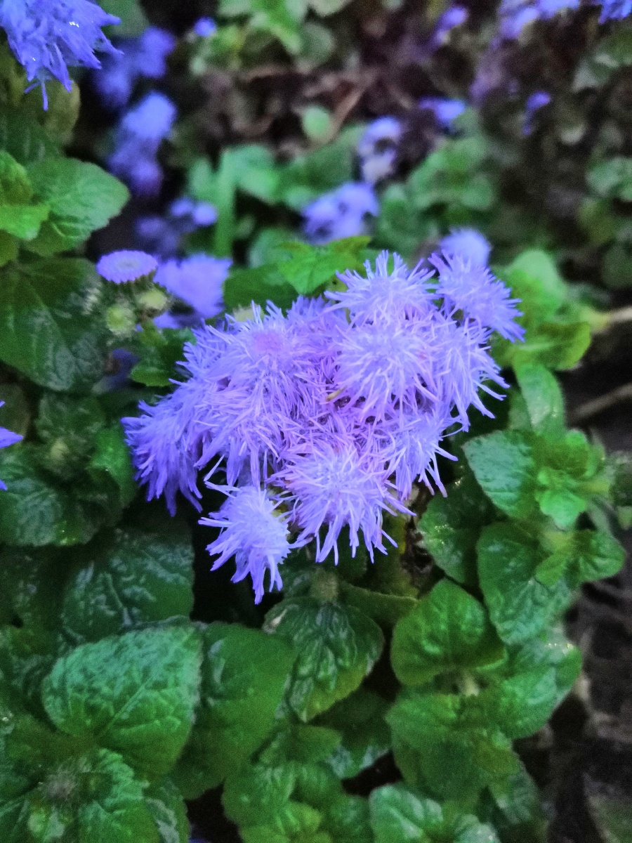 雨中的熊耳草,花朵像晕染一样