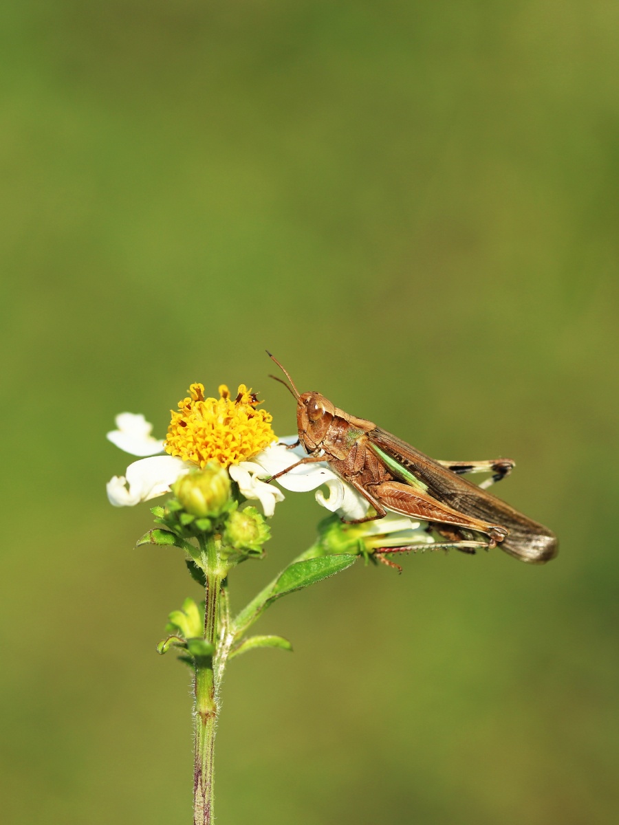秋后的蚂蚱 - 爱戴表的冒险家 - 图虫