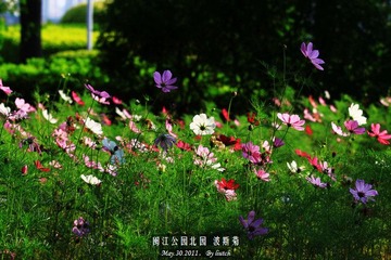 波斯菊