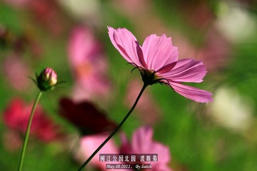 波斯菊