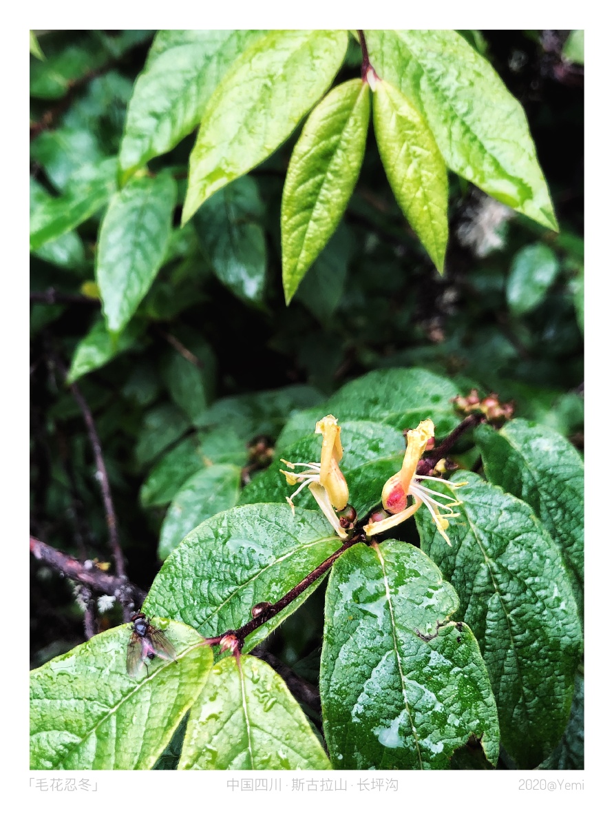 迷花毛花忍冬七月摄于四川省斯古拉山长坪沟