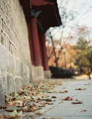 墙外落叶