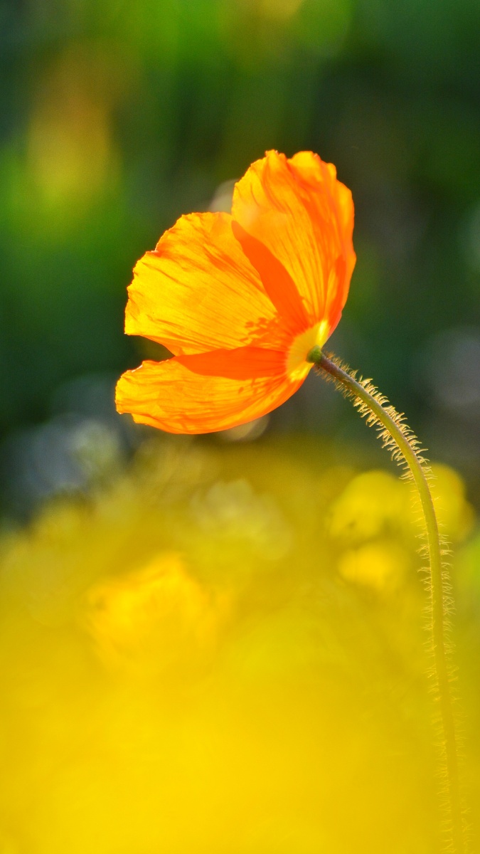 虞美人…一枝独秀的花朵!