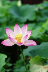 《荷-2》