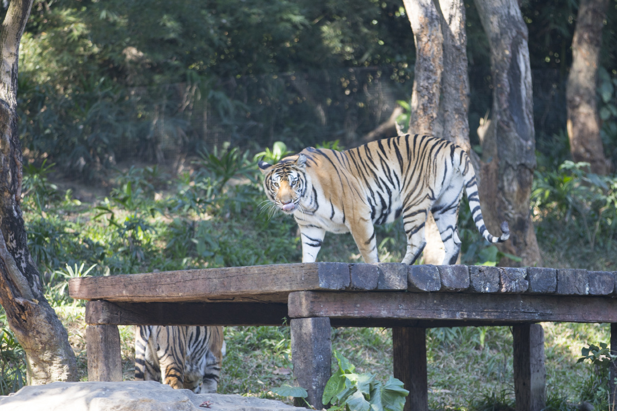 长隆动物园,各种动物