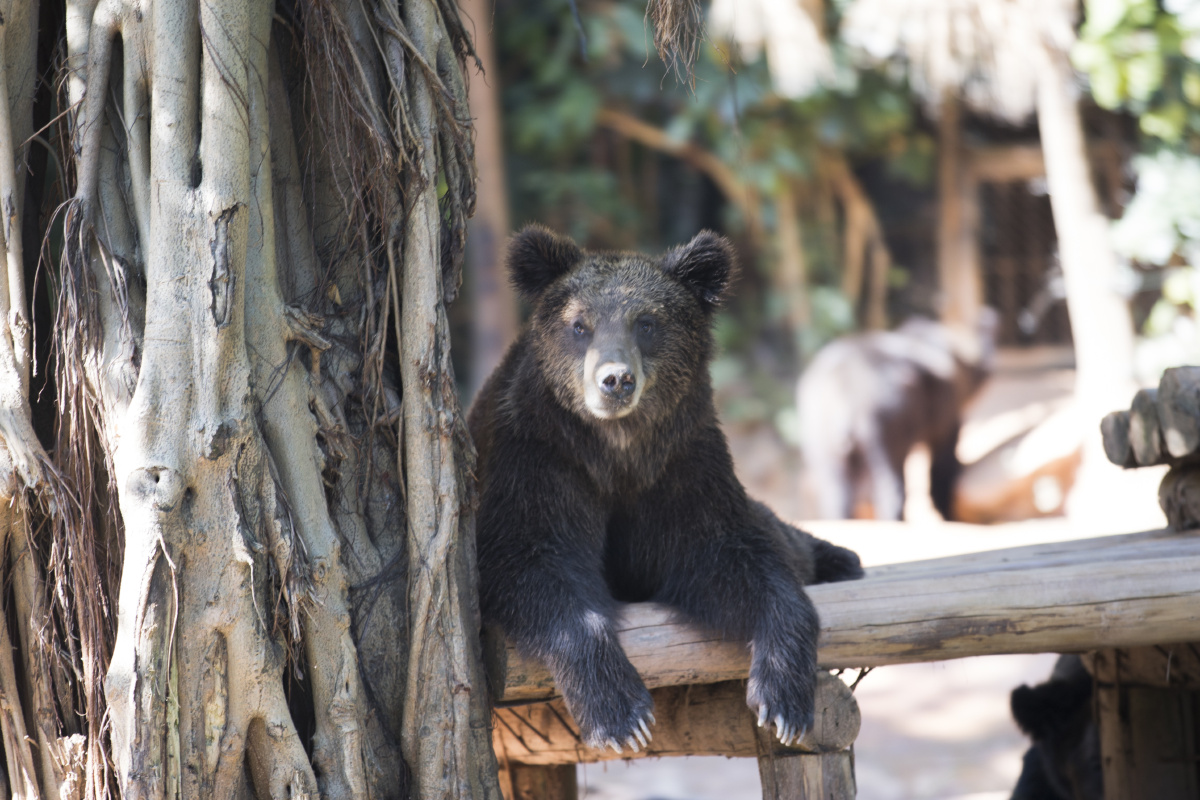 长隆动物园,各种动物