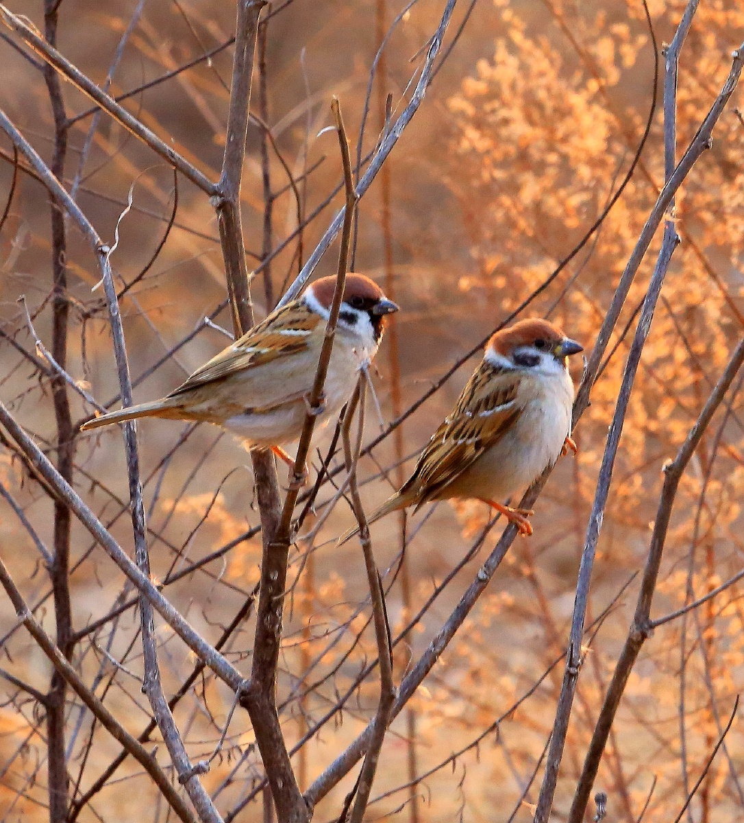 冬日里的暖阳两只可爱的小麻雀