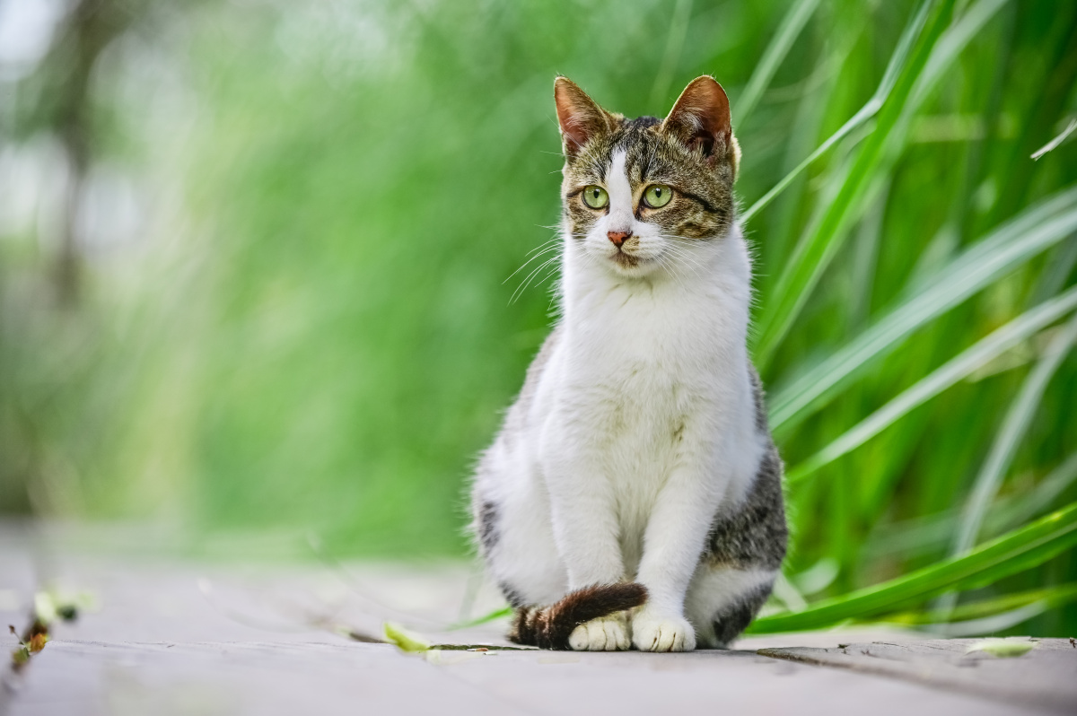 打赏是鼓励打赏还没有人打赏,快来当第一个打赏的人吧pidan猫咪摄影