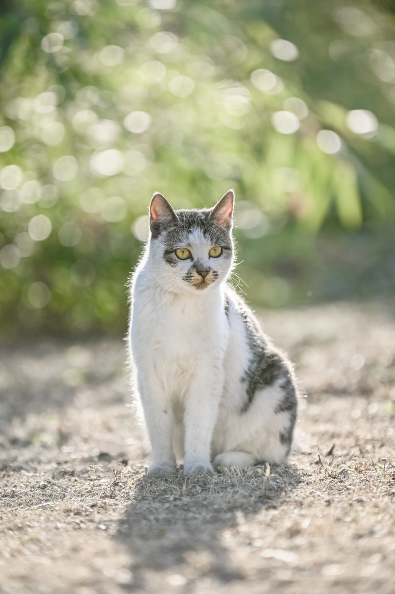 冬日逆光拍猫