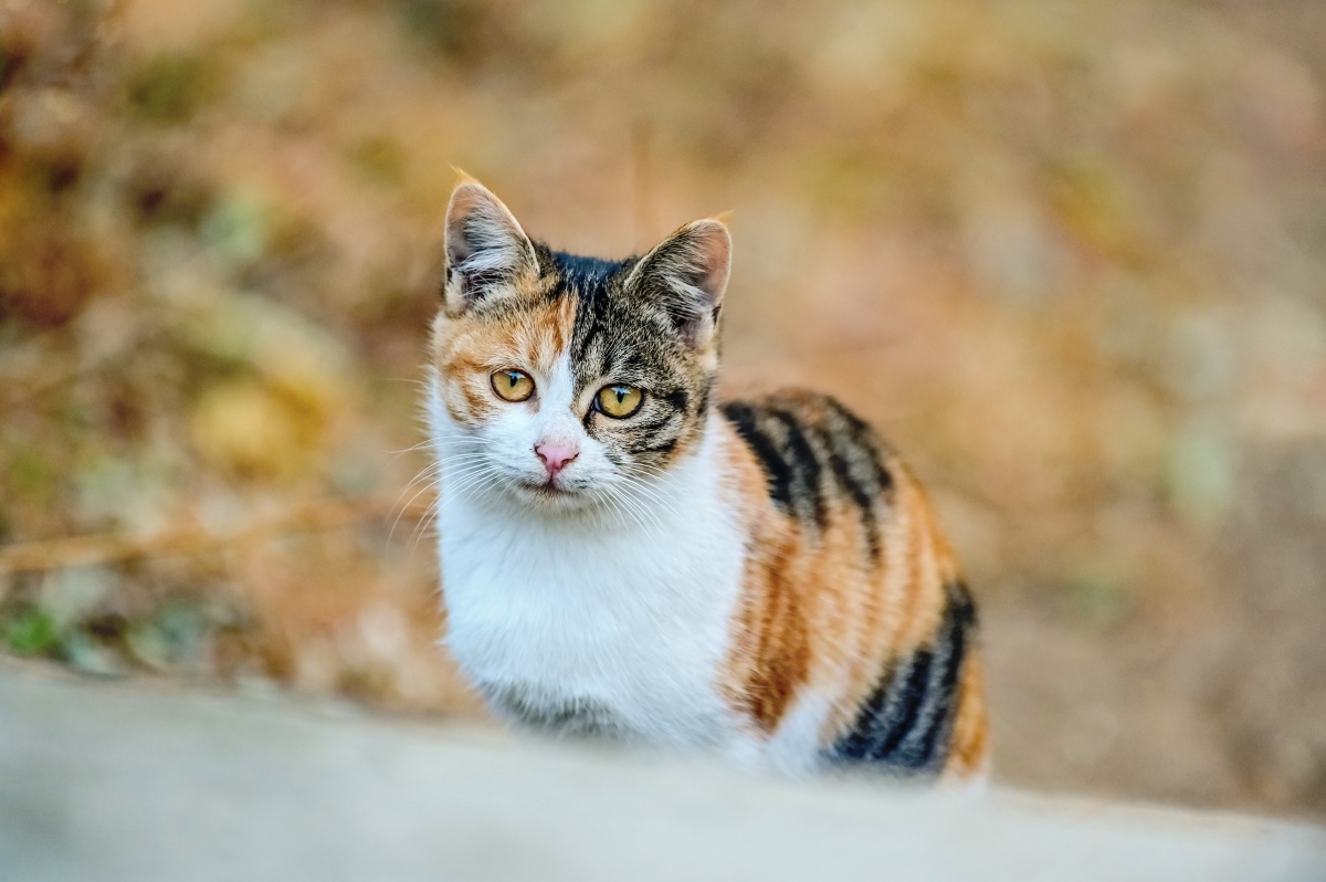 3分钟前 ·阅读11 光阴_ 关注 三花猫 点赞是美
