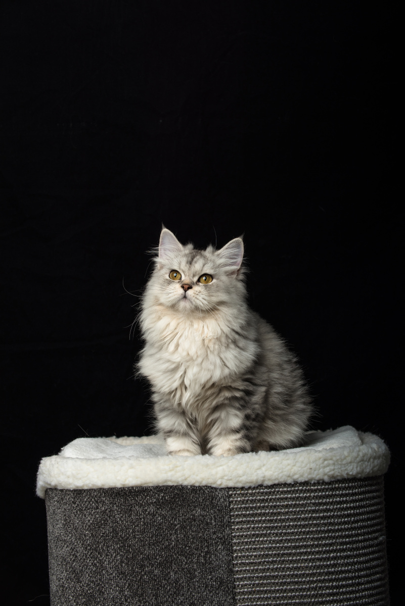 长毛猫竖图肖像一组