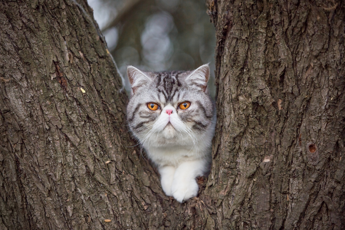 树上长猫了 - mrstraycat - 图虫