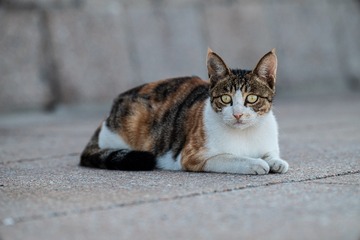 3211