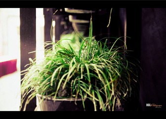 spring is coming!