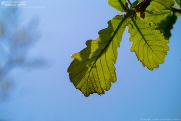 _1010337_fix.jpg