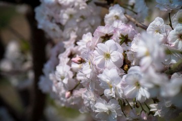 _1010345.jpg