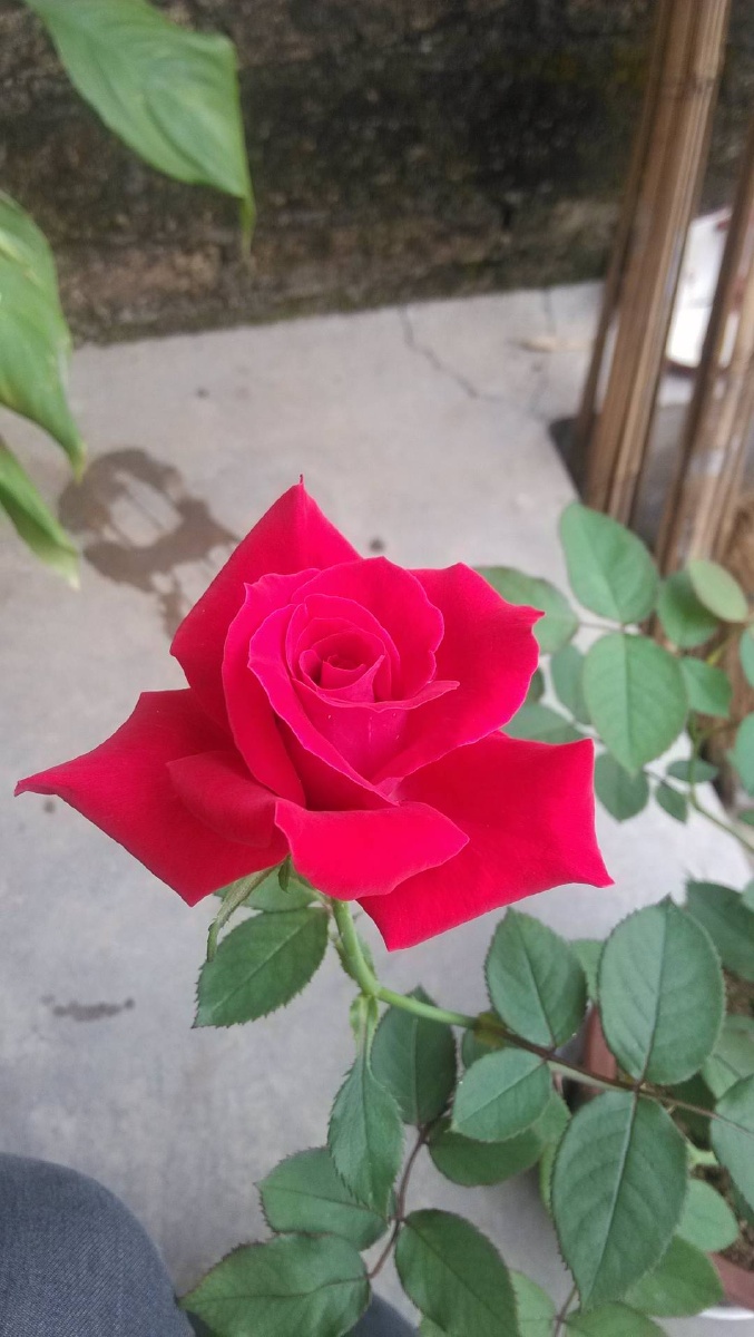 一株玫瑰花显现出一片红色红似火艳如霞美丽极了