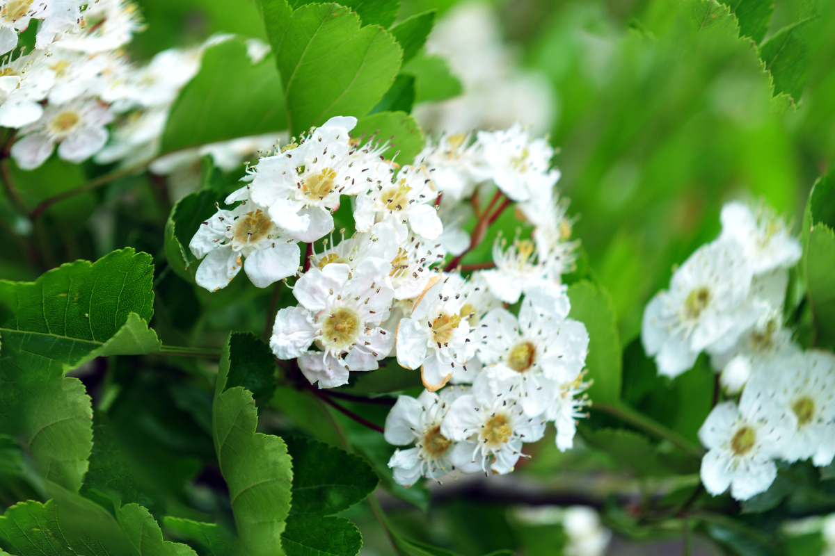 山楂园山楂花盛开 - 图途视觉 - 图虫