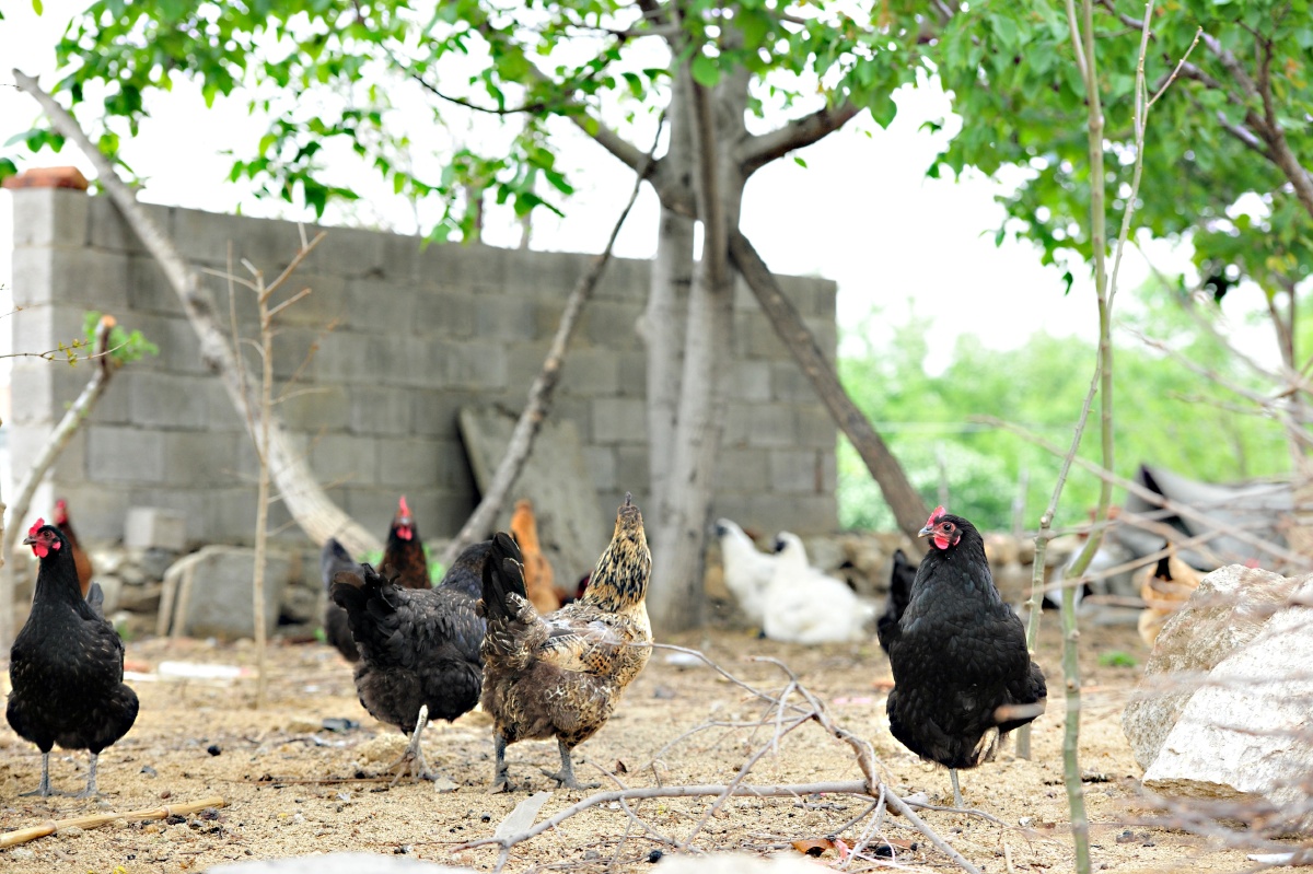 农村散养鸡